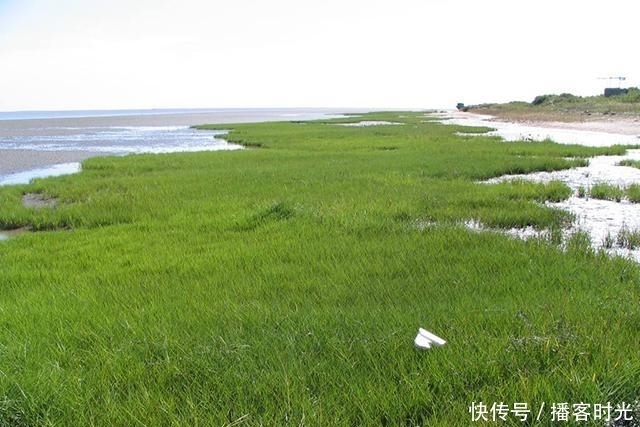  [我国]40年前引入我国种植，曾被农民津津乐道，如今却将它列入