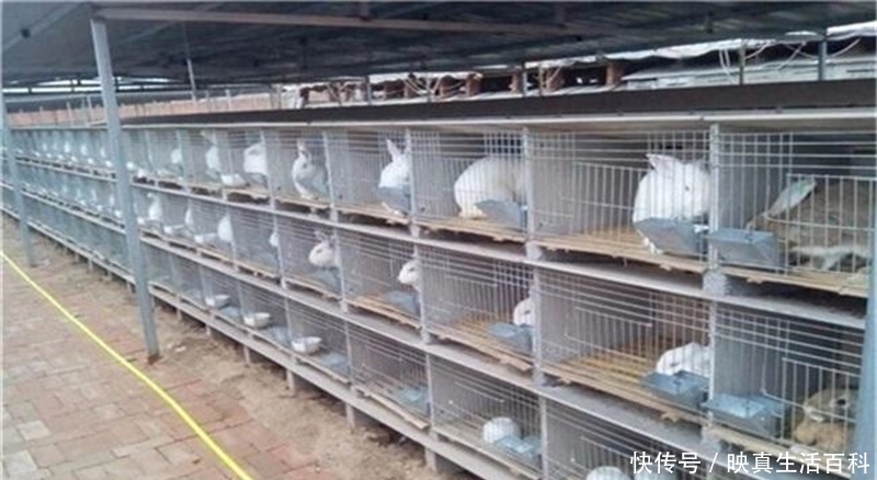 野生一斤140元难买到，养殖一斤40元，繁殖快却很少人养