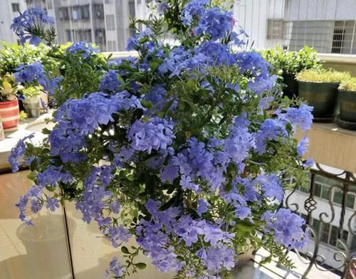  『庭院』阳台、庭院太小？可以养3种“爬藤花”，在花期开花“120朵”，美