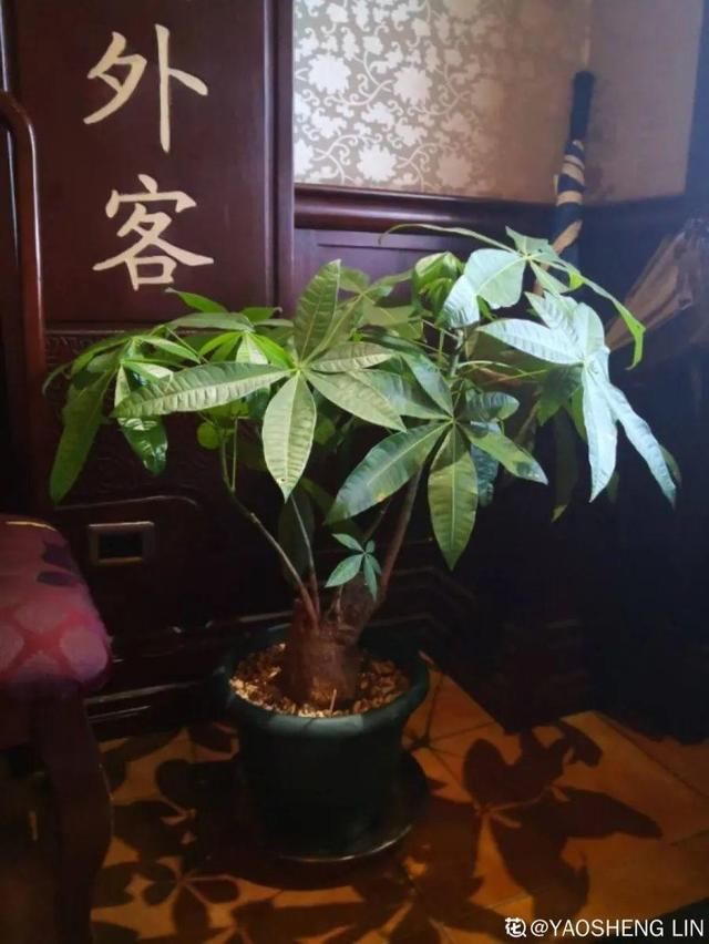  「图片作者」10种花，春天不能晒，躲屋里最安全！