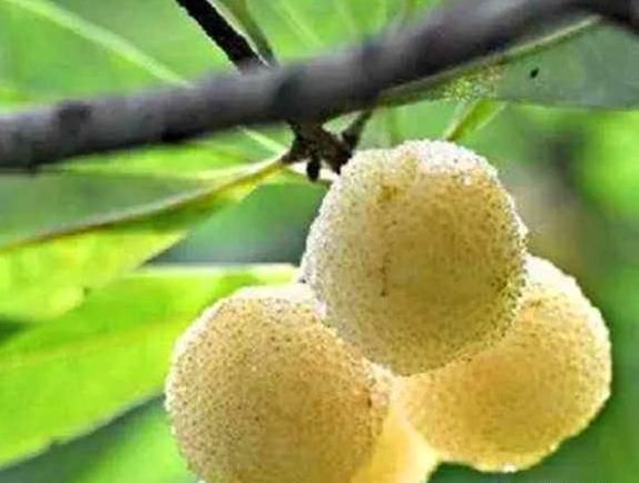 农村一种野果，有“果中玛瑙”的美誉，120元1斤农民的致富果