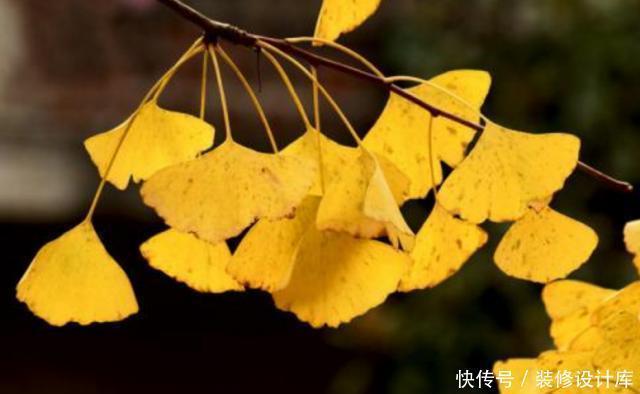 路边|路边1种“绿化树”,叶片似“黄金扇”,树上全是宝贝,可珍贵了