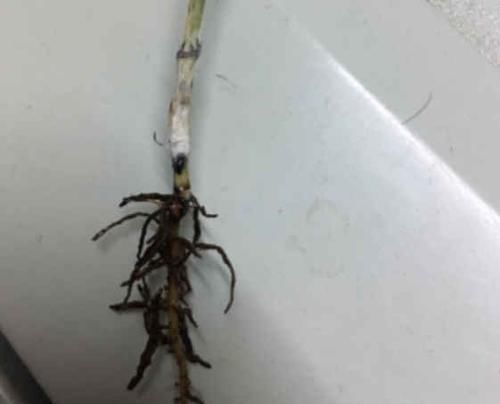  『不错』水培黑腐烂根还发臭，原来是你用的水缺氧，赶紧把这招使上！