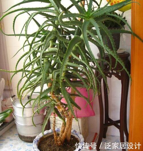  侧芽@芦荟长爆盆了怎么办？简单1个技巧，一盆养出20盆，侧芽多成老桩