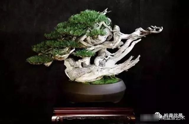  园地■学习园地 盆景的舍利制作