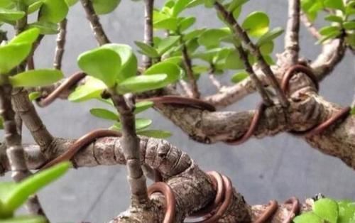  [对玉树]给玉树“造个型”，给它剪剪头，养分“憋一憋”，老桩长成胳膊粗