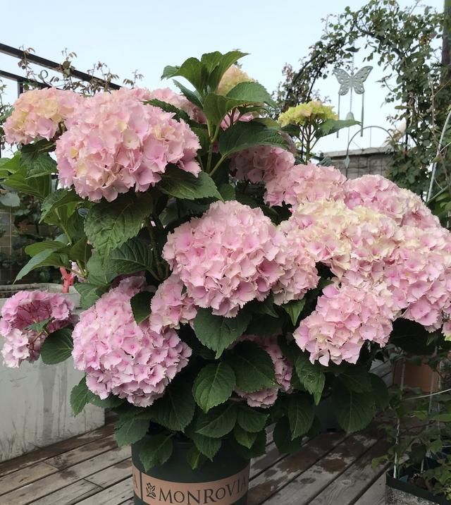  #花木#忘了绿萝吊兰吧，这种盆栽花木，花期长，好看又好养，更值得拥有
