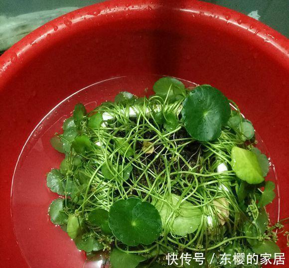  油绿■铜钱草叶子小？简单“2招”，叶油绿，越长越多，长成“小荷叶”