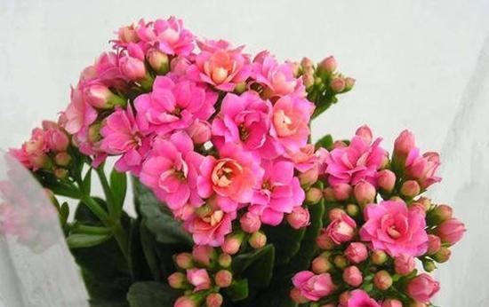 春天@这2种花到了春天开得旺，花朵稠密花色明亮，放在阳台就是花园