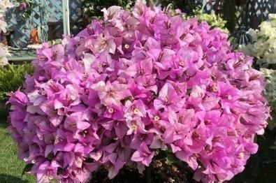  买到@三角梅不开花？原来是买到“懒汉”品种，剪一剪，饿几天，开满枝