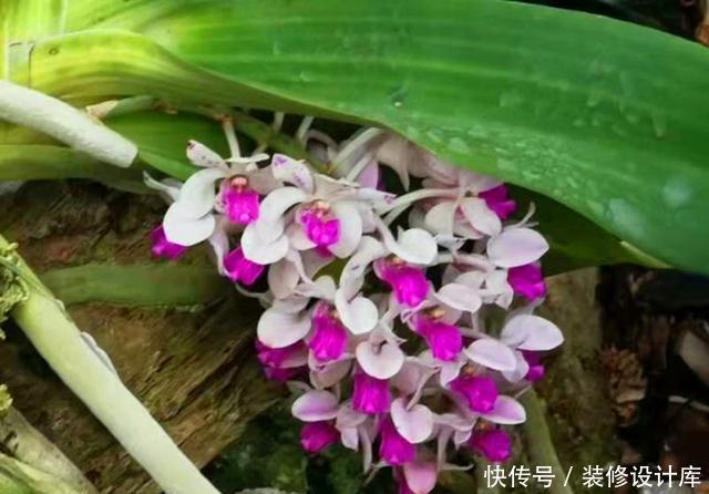  「冬天」开花像狐狸尾巴一样的兰花，盆栽冬天正是花期，这样养花多色艳
