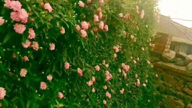 慎养■这花要慎养,每年砍掉3麻袋,照样蹭蹭长