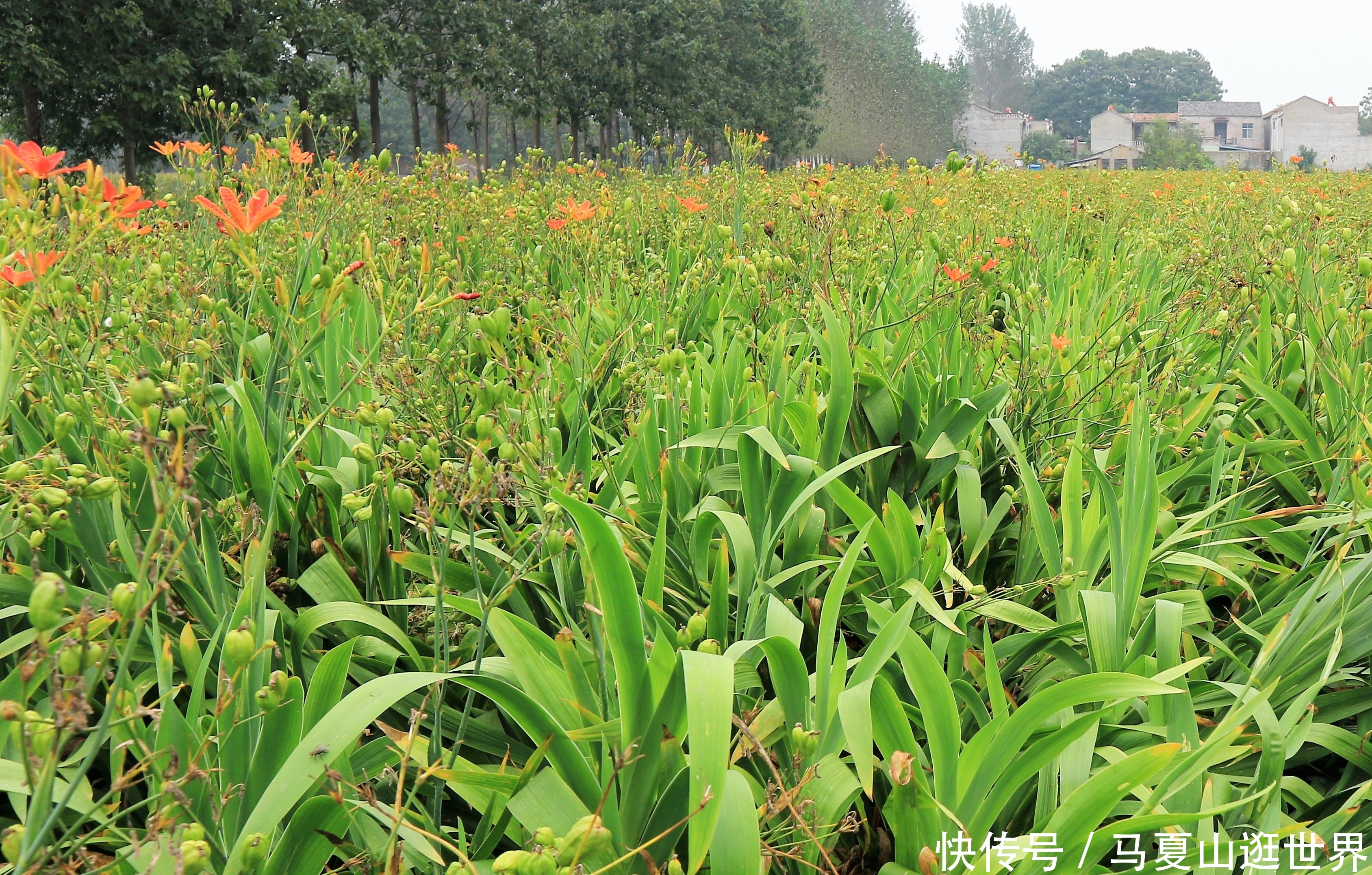  【值得】农民种植“懒汉农作物”，5亩收入40000元，值得借鉴吗