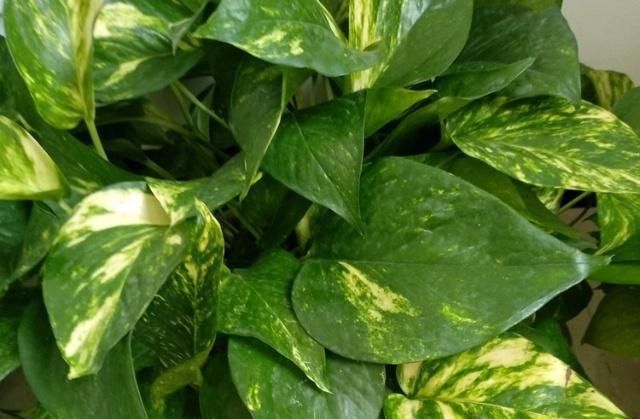  不难■花叶绿萝不难养，用上这3个“攻略”，疯窜个不停！