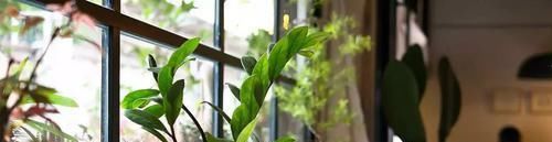  『家里』养在家里的盆栽植物不注意定期清洁，难怪怎么养都养不好