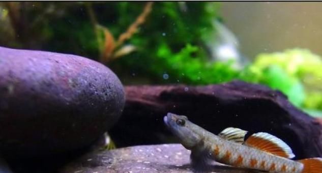  『生活环境』这一种观赏鱼不仅仅非常好看，又很好养，快学学饲养经验吧