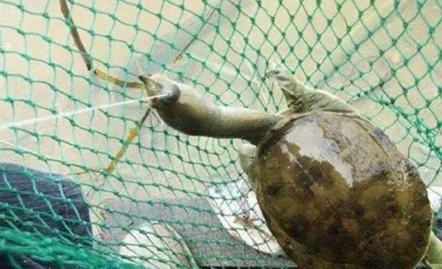  马口鱼：农村里的7种“野味”，你吃过几种？就算是土豪也不一定