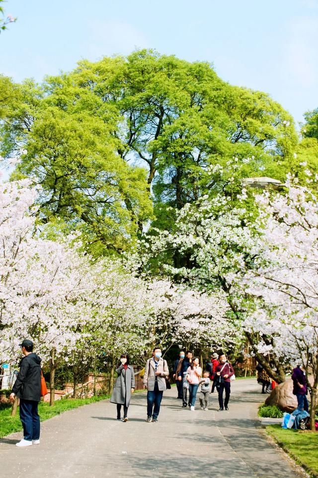 #满园#重庆赏花图鉴桃樱纷飞香满园,悠然春见南山景
