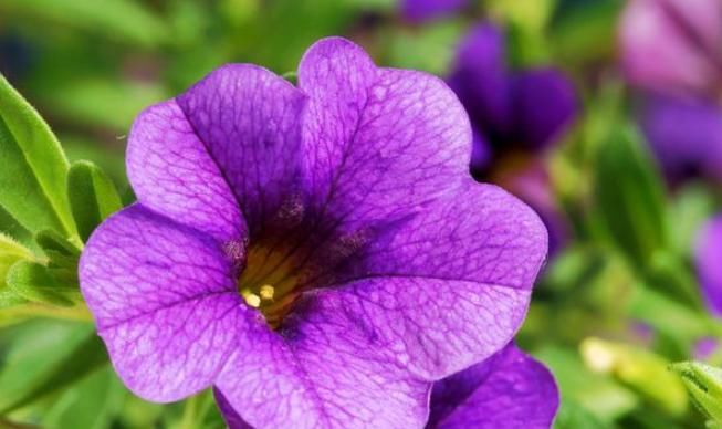 牡丹:春天养殖开花植物,开花堪比牡丹的重瓣矮牵牛,五颜六色开成花园