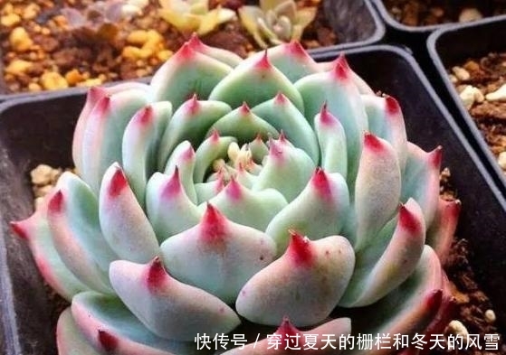  [摸清]养多肉，该不该用磷酸二氢钾？摸清3点，做出正确选择不难