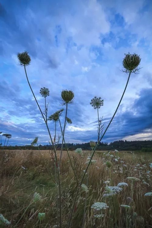 8种花卉摄影满分创意，带你走向摄影大神之路