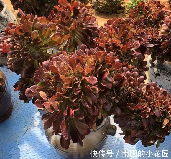  「价格」4种多肉喜欢“横着长”，养成缀化珊瑚盘，价格翻番！