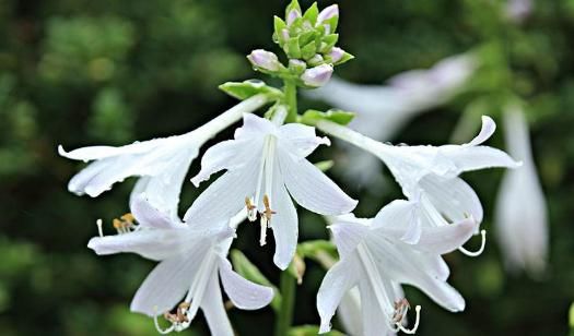  「美爆」阳台养此款植物，似优雅莲座，娇柔优雅，花开美轮美奂，美爆了