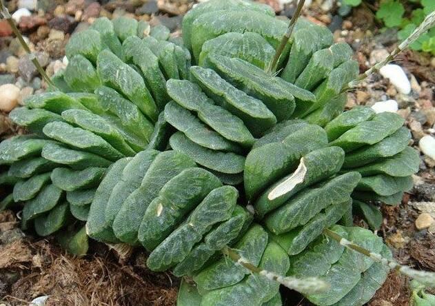 女人过了40岁，当脸上长出斑点，用这一个土方法，可以淡化斑点