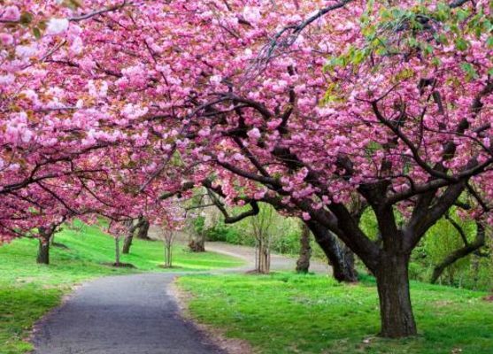 寻一片落英处，赴一场樱花约！
