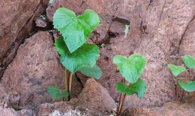  「有幸」这种野生物，真的好稀罕，在民间价值不是一般高，有幸遇到请保护