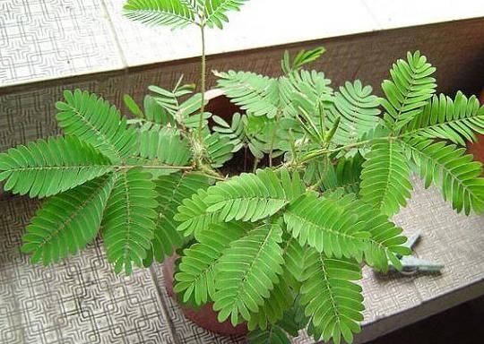 『室内』不是所有的花都能室内盆栽,若为健康故,请远离这4种植物