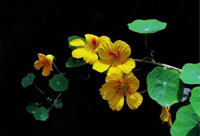  『颜值』现在种棵旱金莲，花香还好吃，颜值还高！