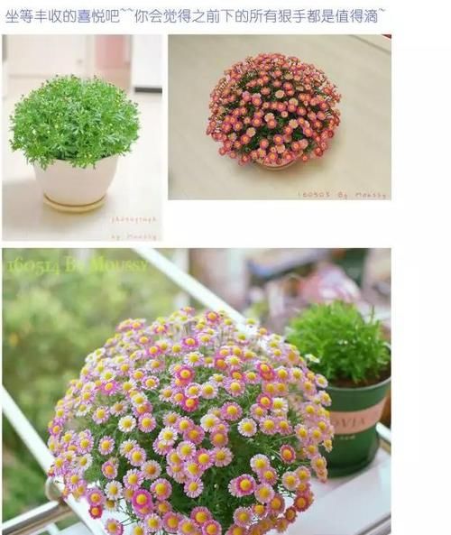 #玛格丽特#网红开花神器格丽特,一开300多天,做好3点,盆盆爆成大花球