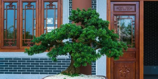  家中■2种“花”摆家中，能“镇宅”，能“旺财”，比发财树强多