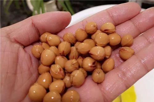 「增加光照」这水果太贵了，吃完留下核，还能种盆栽！