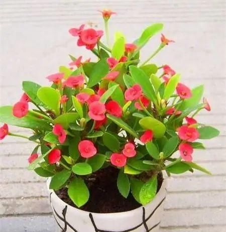  排水良好：很适合家里养的几种花,开花美有个性,好养易活,新手的福音