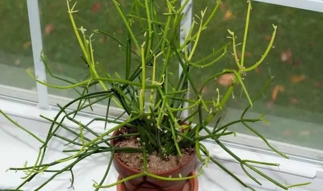  『适合』家里适合摆放这几种多肉植物盆栽，常年养在灯光下仍旧能长好