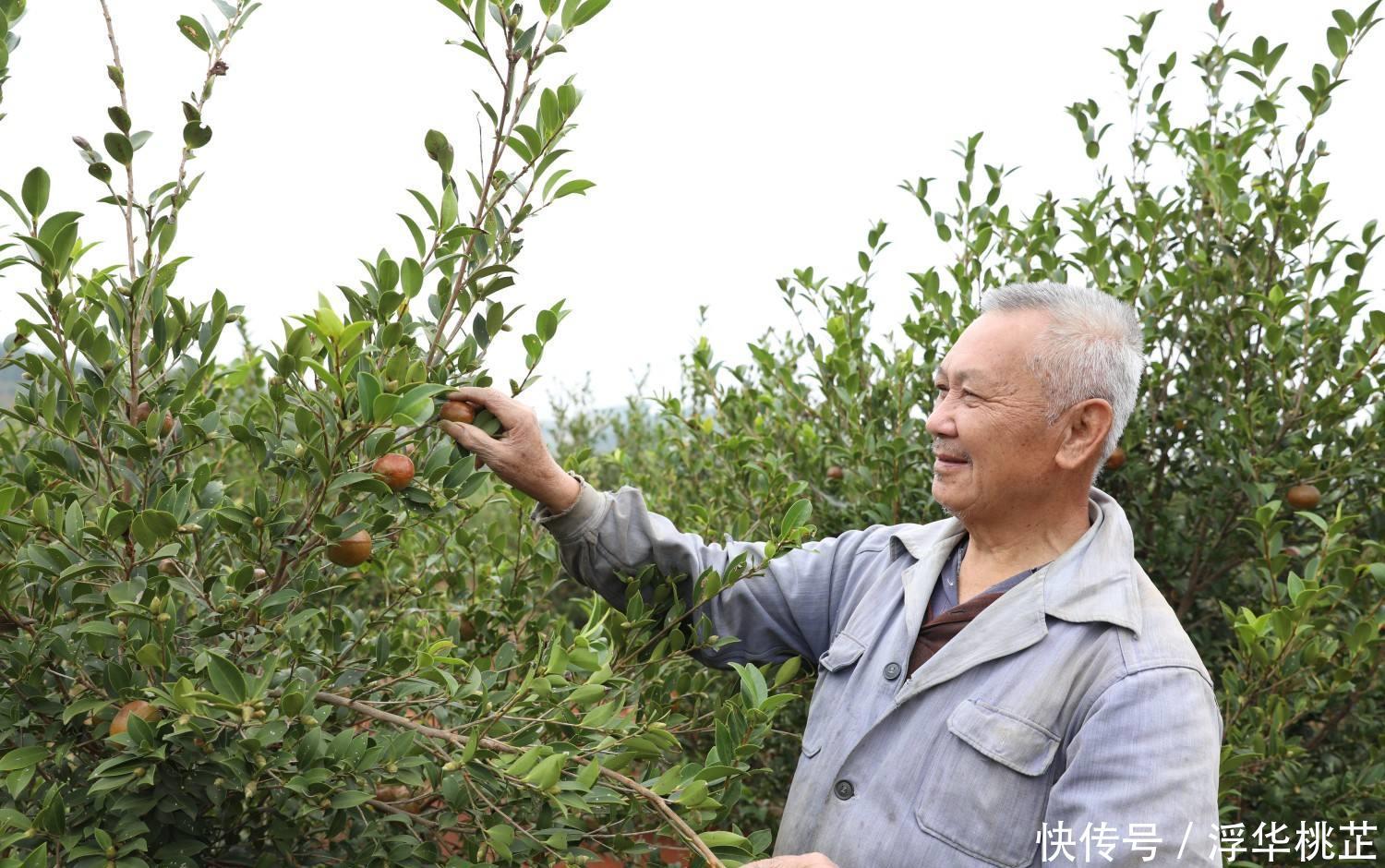  茶油■一斤卖90元，一棵树能结果几百个，商人还抢着要，农民却