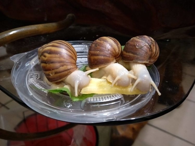  #齐名#它与鱼翅齐名，每亩利润高达万元，养殖的人却很少，农民