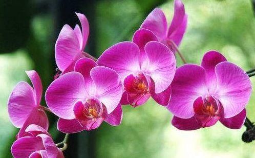 【花园】想阳台变成“小花园”?养几种试试,生长快易爆盆,花开美又好养