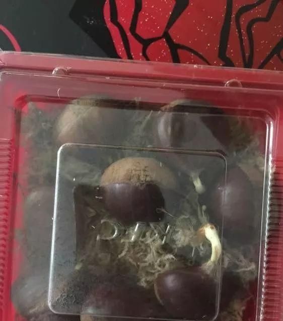  「盆栽」糖炒栗子都吃过，板栗盆栽见过吗？比发财树好看！