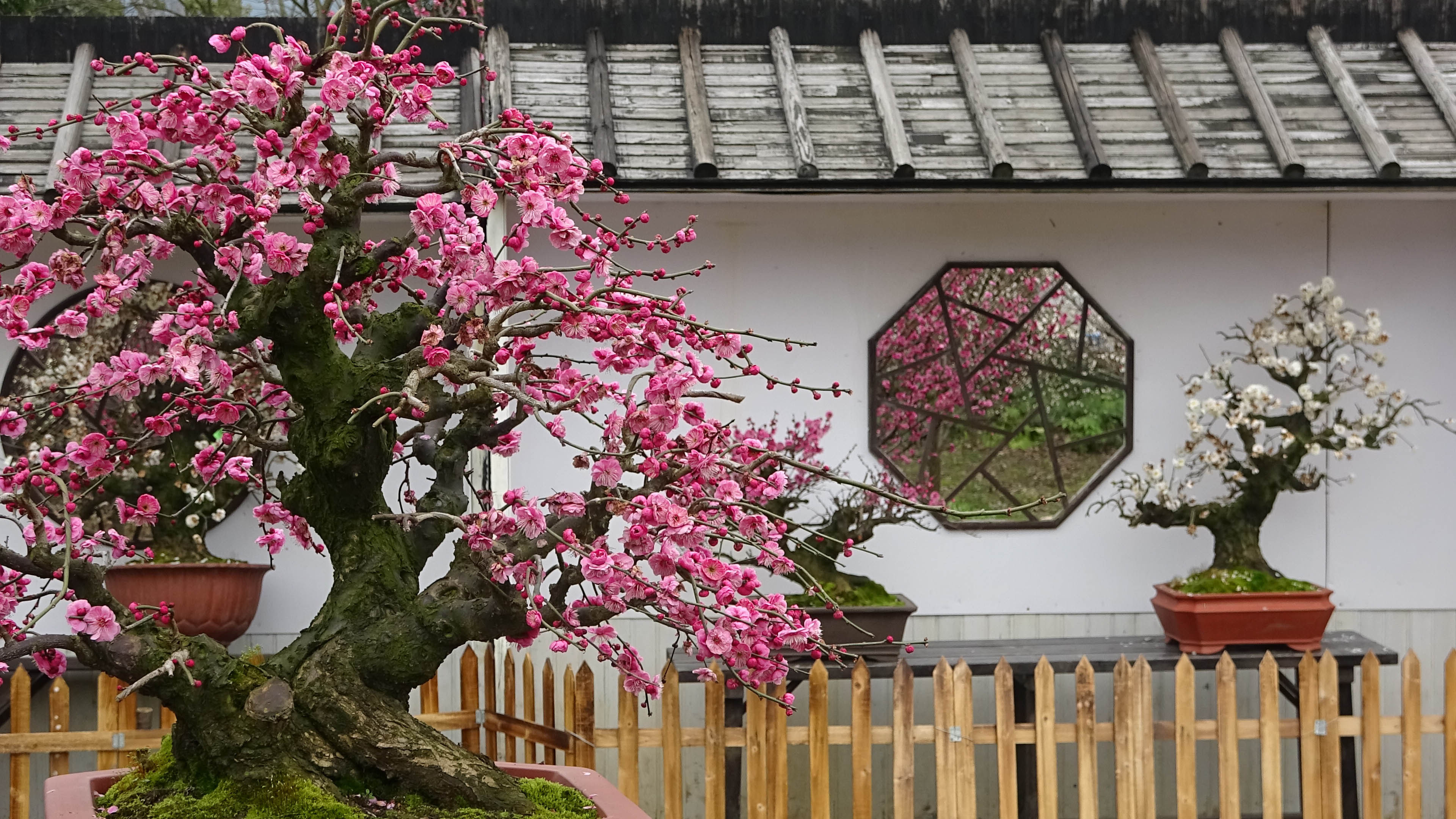 2019，梅花盆景-摄于苏州香雪海景区