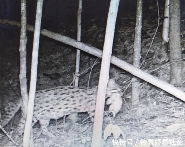  [发现]重大发现！信丰金盆山自然保护区发现国家濒危动物——豹