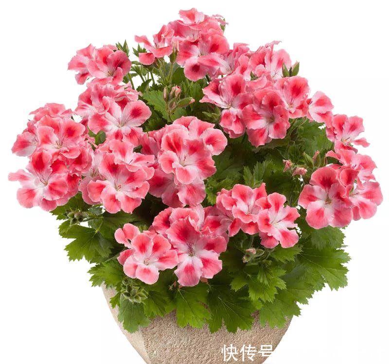 每种■110种天竺葵,每种都超美,看看你认识多少种?