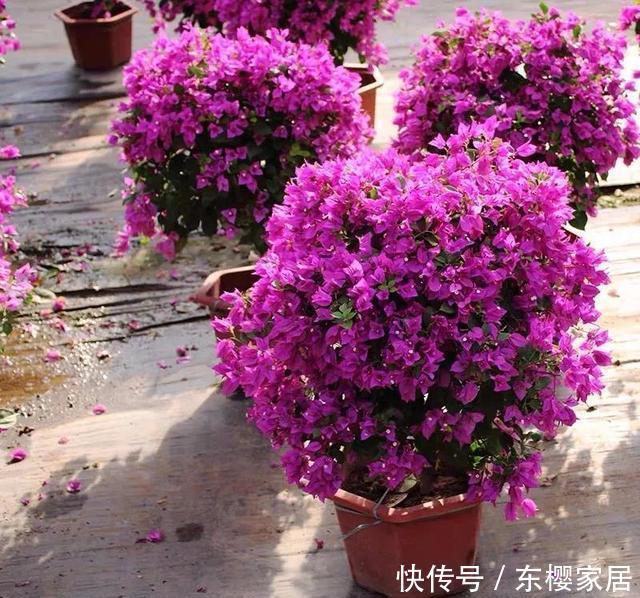  「催花」养三角梅“催花”很重要，掌握几个小技巧，一直开花到秋天