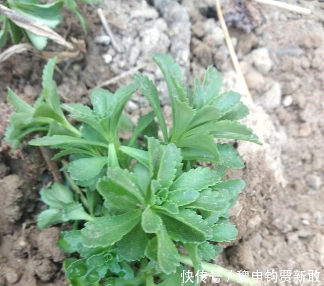 养心:超市很贵的养心菜,自家种一盆很方便,随吃随摘健康美味!
