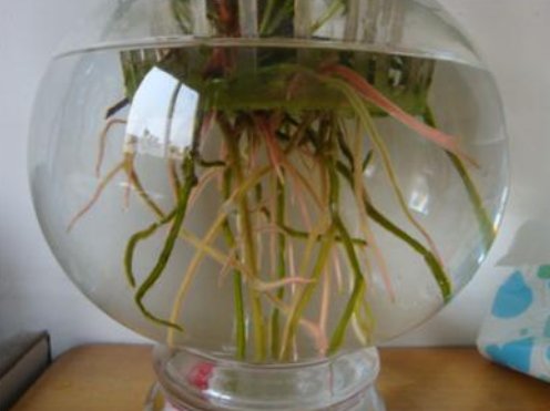  「烂根现象」乡间趣事！水培植物易烂根？做好这“4点”，根系嗖嗖长，叶片绿油油