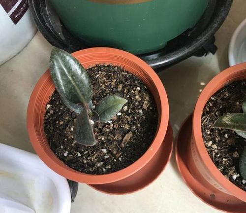  「扦插」橡皮树不用买，一片叶子繁殖一大盆，叶插有妙招，侧芽蹭蹭就爆盆