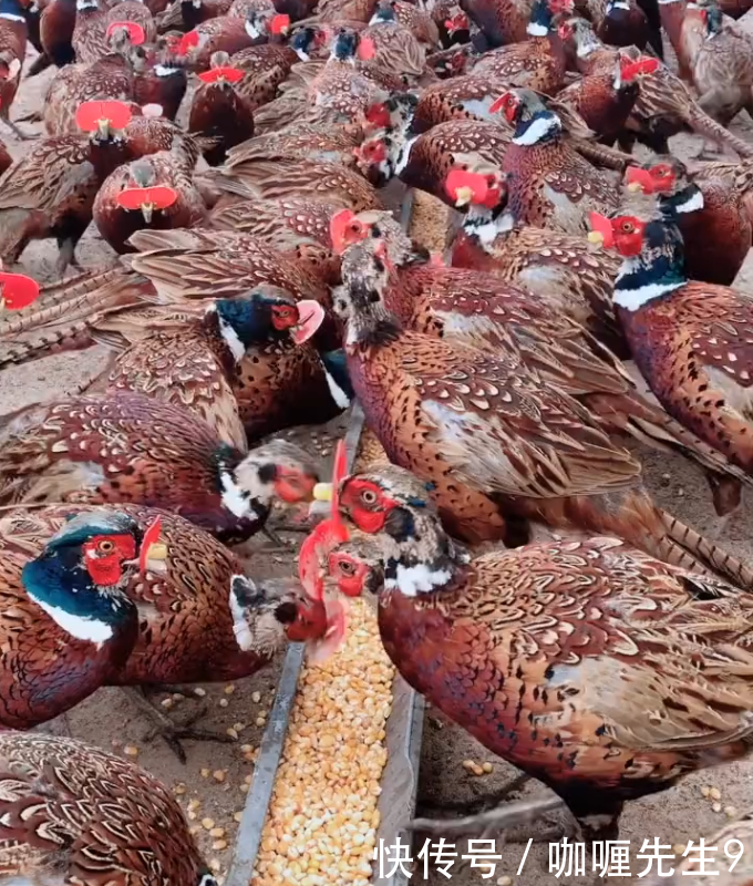 农民养殖野生的“它”，营养价值高，论只卖百元，年赚几十万！