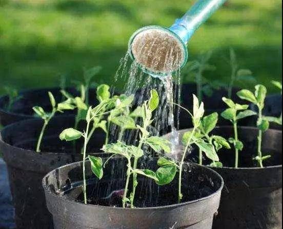  【植物】三分靠养护，七分靠浇水，学会这些植物浇水小技巧，长得粗又壮